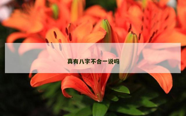 真有八字不合一说吗