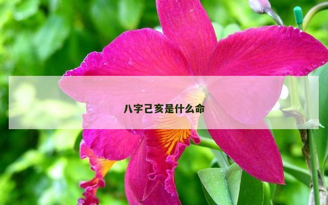 八字己亥是什么命