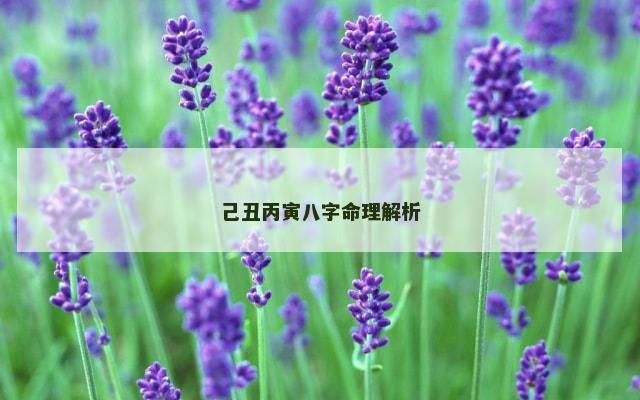 己丑丙寅八字命理解析
