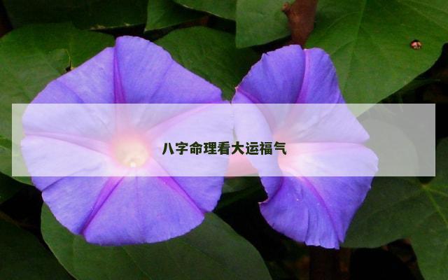 八字命理看大运福气