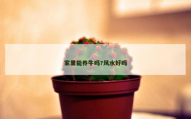 家里能养牛吗?风水好吗