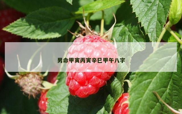 男命甲寅丙寅辛巳甲午八字