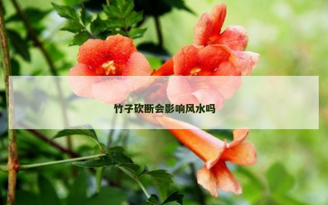 竹子砍断会影响风水吗