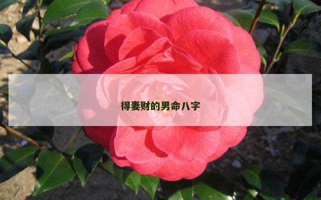 得妻财的男命八字