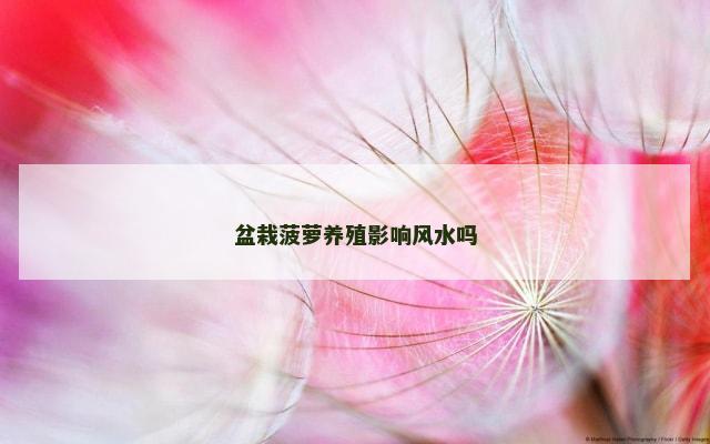 盆栽菠萝养殖影响风水吗