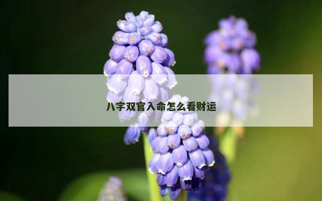 八字双官入命怎么看财运