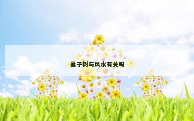 莲子树与风水有关吗