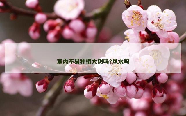 室内不易种植大树吗?风水吗
