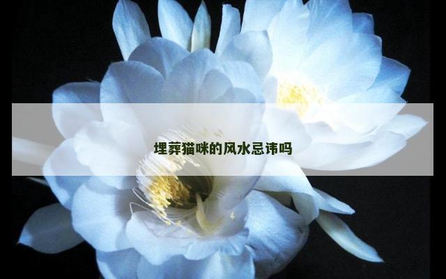 埋葬猫咪的风水忌讳吗