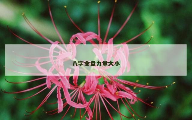 八字命盘力量大小