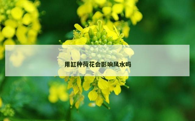 用缸种荷花会影响风水吗