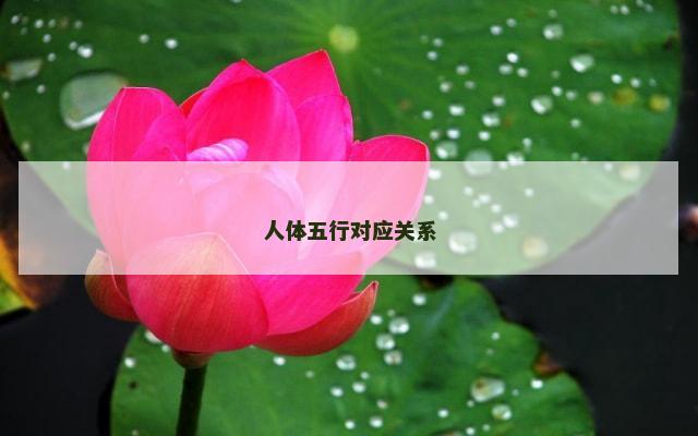 人体五行对应关系