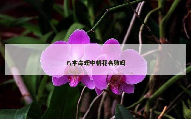 八字命理中桃花会败吗