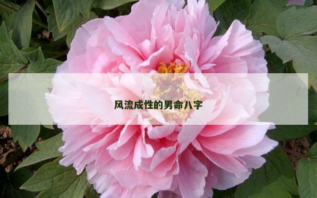 风流成性的男命八字
