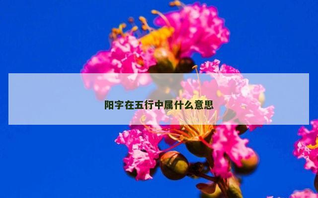 阳字在五行中属什么意思