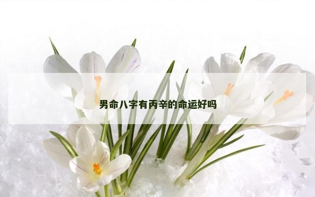 男命八字有丙辛的命运好吗