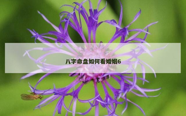 八字命盘如何看婚姻6