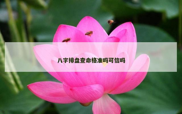 八字排盘查命格准吗可信吗