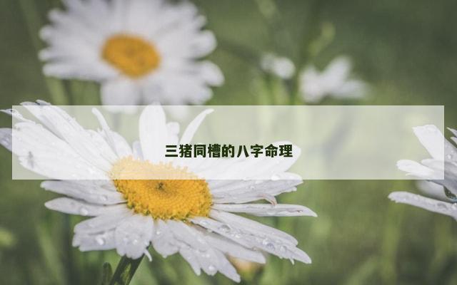三猪同槽的八字命理